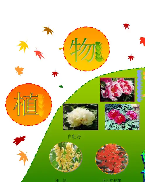 阳春四月的江南,樱花竞相开放,满树娇艳欲滴的红,有如燃烧的火云,人们喜欢叫它樱花云