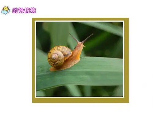 六年级语文上册《蜗牛慢条斯理的生活》课件3语文A版