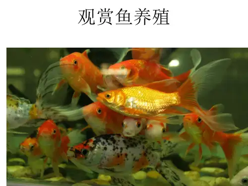 观赏鱼发展史