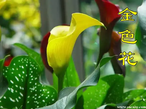 语文：5.24《诗两首》课件(1)(新人教版七年级上册)