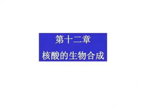 东北师范大学生物化学第十二章 核酸的生物合成1