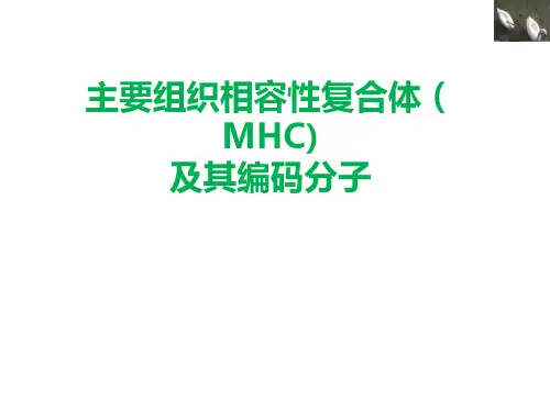 主要组织相容性复合体(MHC)及其编码分子 医学免疫学课件