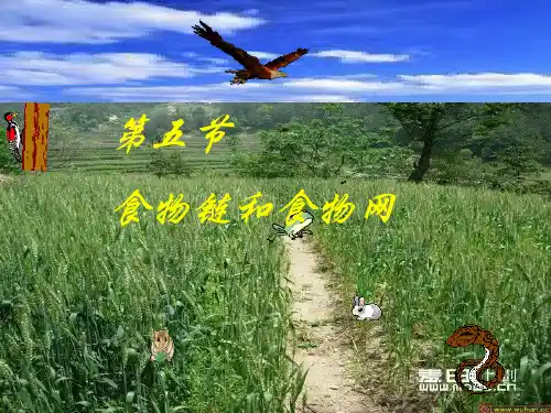 《食物链和食物网》PPT优秀课件教科版小学3
