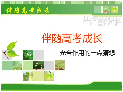 光合作用的一点猜想