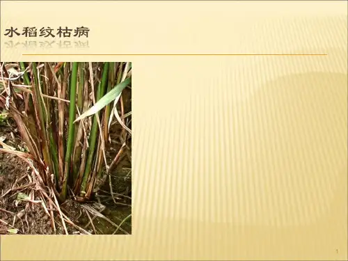 水稻纹枯病PPT演示课件