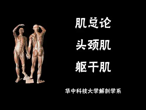 5 肌总论、头颈肌、躯干肌
