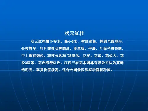 状元红桂料及图片