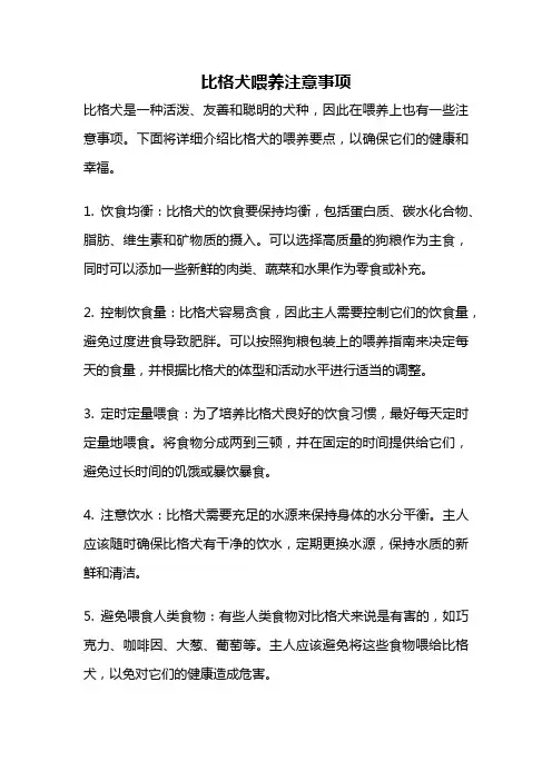 比格犬喂养注意事项