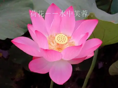 荷1