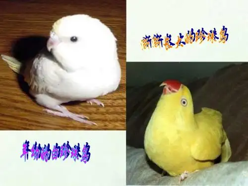 《珍珠鸟》课件(语文S版五年级下册课件)