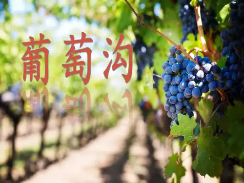 部编版二年级语文上册《葡萄沟》PPT