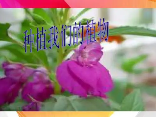 1、1种植我们的植物