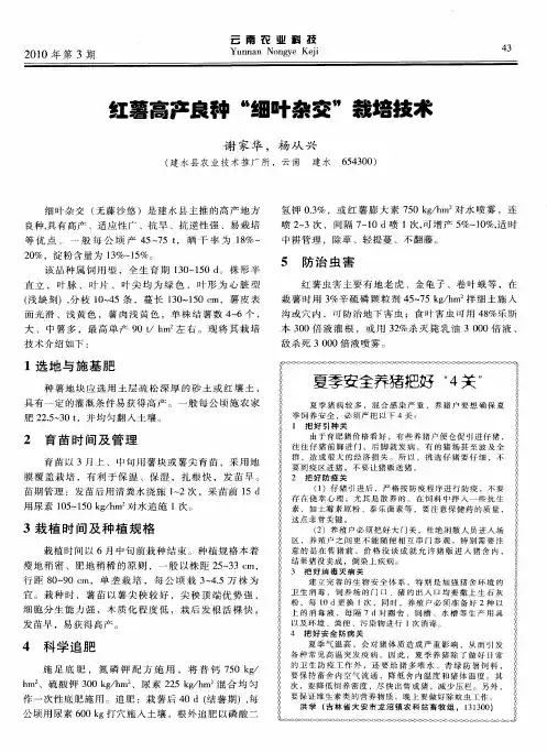 红薯高产良种“细叶杂交”栽培技术