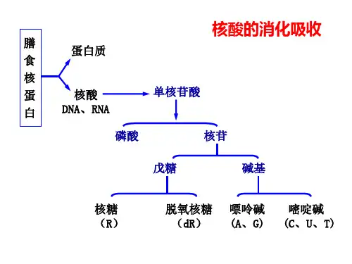 核苷酸代谢