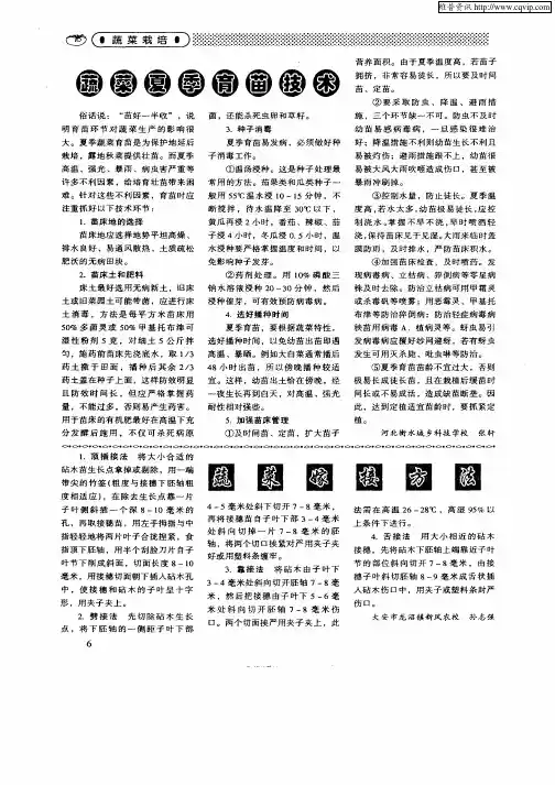 蔬菜夏季育苗技术