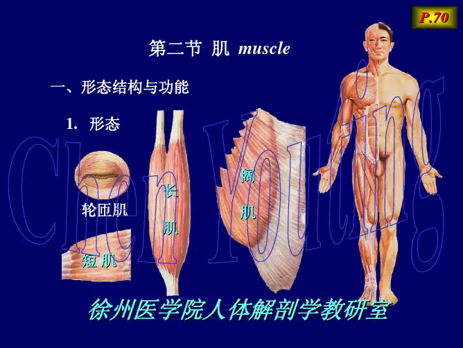 复习03-肌学