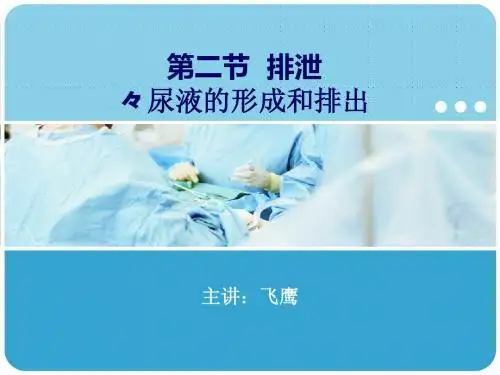 尿液的形成与排出