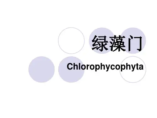 绿藻门