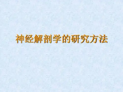 脑神经系统-神经解剖学研究方法