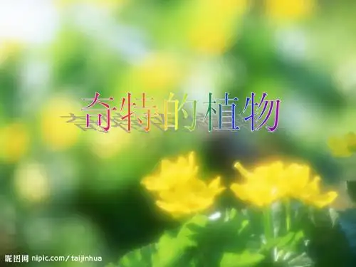 奇特的植物