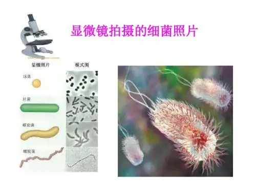 显微镜和望远镜