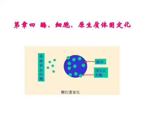 第四章固定化酶ppt讲解