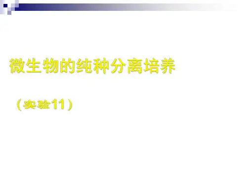 中图版选修1 微生物的分离和纯培养 课件(18张)