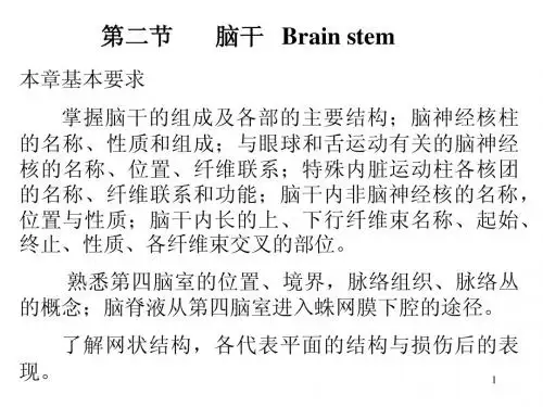 脑干 Brain stem