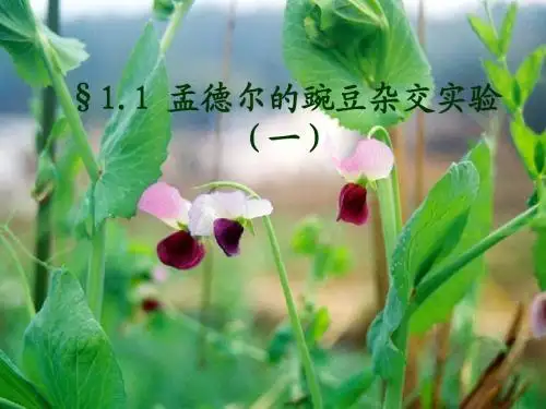 1.2 分离定律--二课时2010