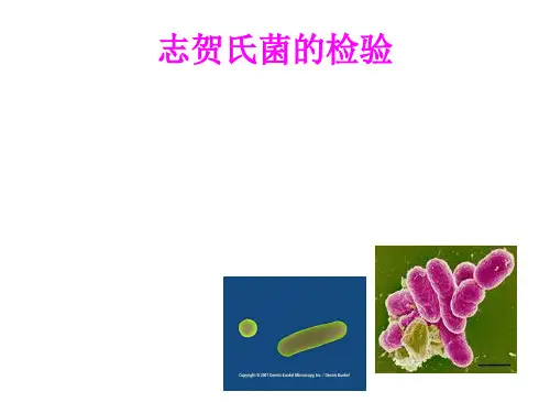 志贺氏菌检验 PPT课件