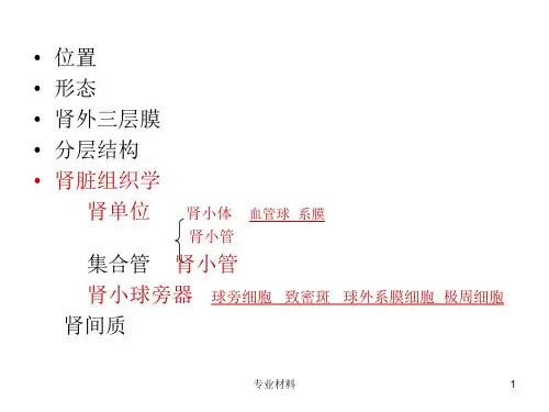 肾脏生理解剖__功能[医学材料]