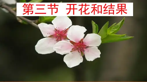 人教版七年级上册开花和结果课件