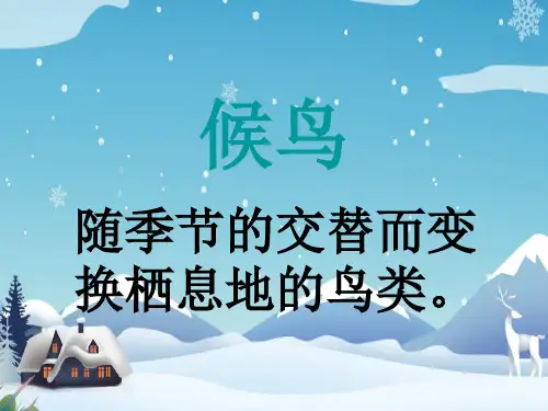 语文天鹅的故事课件苏教版四年级下册