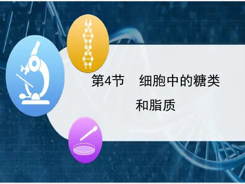 糖类公开课