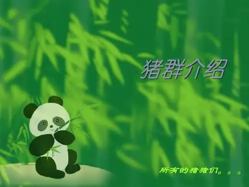 猪群介绍