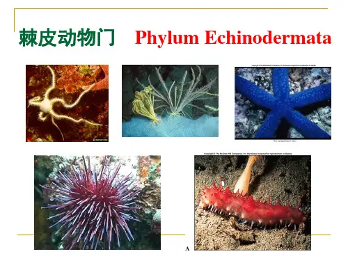 大学动物学--棘皮动物