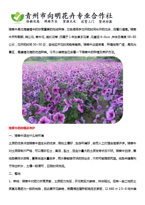矮牵牛小苗种植及养护方法