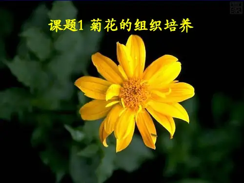 课题 菊花组织培养