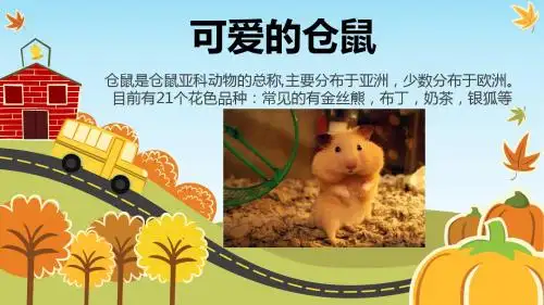 可爱的仓鼠