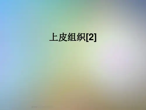 上皮组织[2]