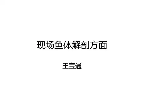 鱼体解剖