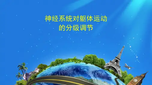 【新教材】神经系统对躯体运动的分级调节-高中生物学选择性必修1(新教材同步课件)