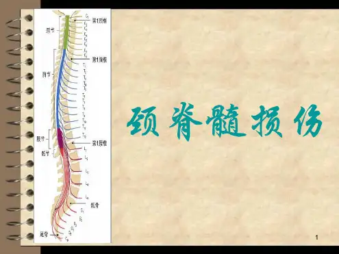 颈脊髓损伤 参考幻灯片