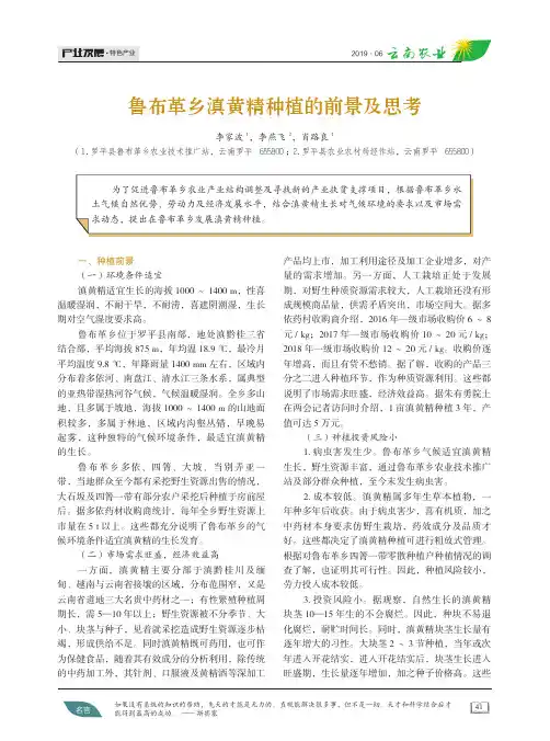 鲁布革乡滇黄精种植的前景及思考