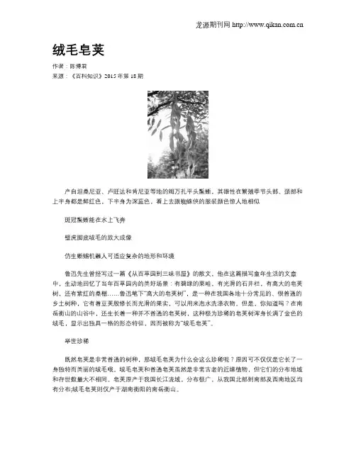 绒毛皂荚