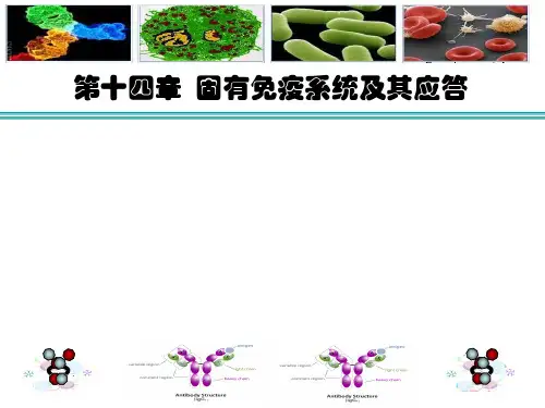 医学免疫学:14.固有免疫及其应答