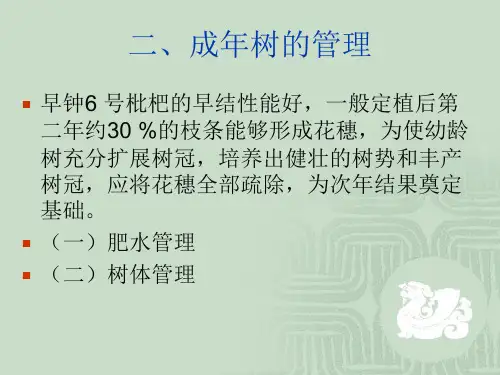 北方温室枇杷树体管理技术1拉枝