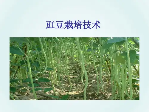 豇豆栽培技术