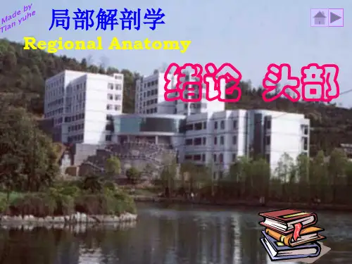 局解绪论头部PPT课件