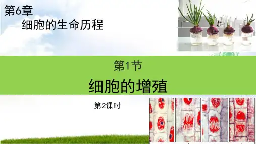 细胞的增殖【新教材】人教版高中生物必修教学课件1